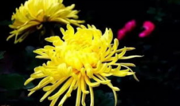 国产精品菊,传承匠心，绽放东方之美